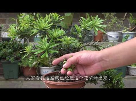 羅漢松開花風水|家裡養羅漢松風水好嗎 擺放禁忌